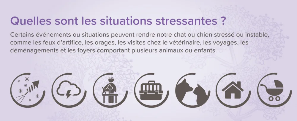 BEAPHAR NO STRESS Refill for calming electric diffuser with Valerian for dogs Reduces stress & behavioral problems without dependency 4 weeks of action 1 refill 30 ml - No Stress
