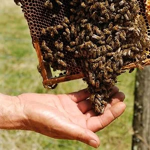 Ballot-Flurin Honey Grain Scrub - product information 2
