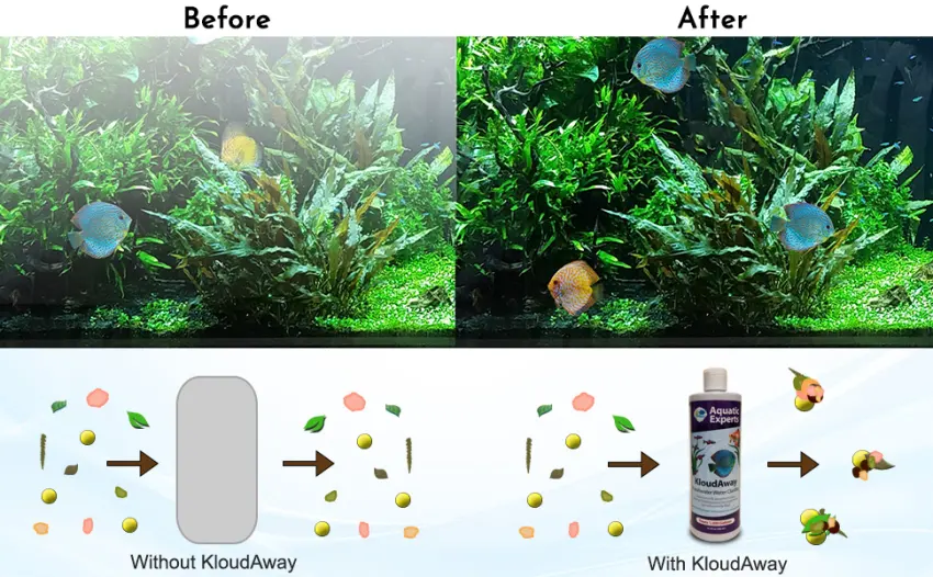KloudAway Freshwater Aquarium Water Clarifier - Clears Cloudy Water, Water Clarifier for Fish Tank, Made in USA 500 mL - Before & After