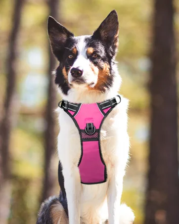 PoyPet No Pull Dog Harness, No Choke Front Lead Dog Reflective Harness, Adjustable Soft Padded Pet Vest with Easy Control Handle for Small to Large Dogs Medium Pink - PoyPet No Pull Dog Harness