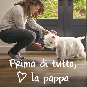 Cesar Senior 10+ Food for Senior Dogs Assorted Selection 150 g 24 tubs - 3600 g - Cesar, country, kitchen