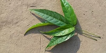 Guayapi - Cosmetic - Organic Crajiru Extract - Crajiru Plante