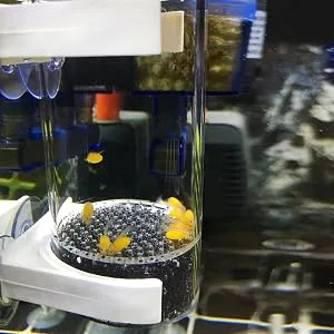 WEAVERBIRD Fish Hatchery Incubator, Aquarium Cichlids Fish Egg Incubator Tumbler Fish Hatchery Breeding for Fish Tank 40MM - Fish Hatchery Incubator
