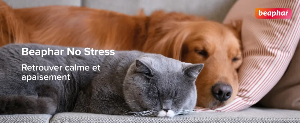 Beaphar NO Stress Calming Electric Diffuser with Valerian for Dogs Reduces Stress & Behavioral Problems without Dependence 4 Weeks of Action 1 Socket + 1 Refill 30 ML - No Stress