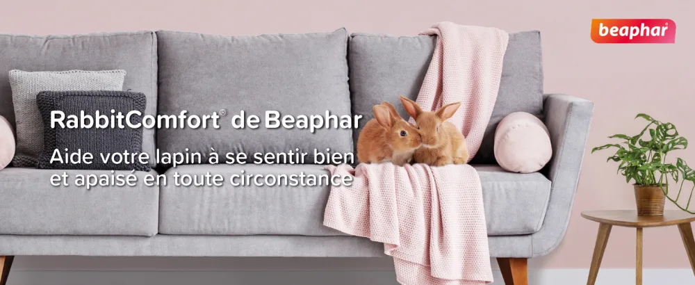 BEAPHAR RABBITCOMFORT - Electric pheromone diffuser for rabbits - Reduces stress and unwanted behavior without dependency or drowsiness - Ready to use - 1 Plug + 1 Refill 48 ML - RabbitComfort