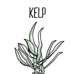 The Missing Link Pet Kelp Formula Probiotic 8 oz Dog - organic kelp