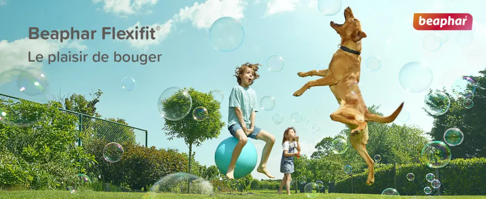 BEAPHAR Flexifit Joint Treats for Cats Contains vitamins glucosamine and essential fatty acids Provides joint support Highly palatable Level 1 150g - Flexifit
