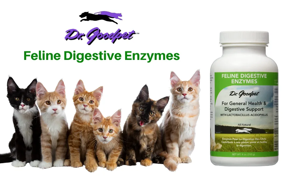Dr. Goodpet Feline Digestive Enzymes - digestion, cats