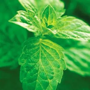 Greentop Anti-Dust Mite Rinse Additive for Textiles 1L Plant-Based Active Non-Neurotoxic Infant Friendly - menthe poivrée