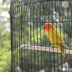 Rypet Natural Bird Cage Toys for Small and Medium Birds Large bird perch(Blue) - product information 3