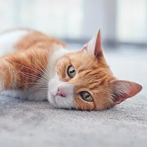 Animonda Integra Protect Intestinal for Cats Diet Cat Food Wet Food for Diarrhea or Vomiting 1200g - Chat.
