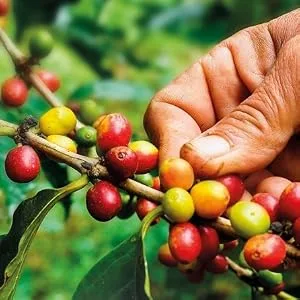 Jacques Vabre Professional 1Kg of Authentic Rainforest Certified Coffee Beans Intensity 6 100% Arabica - Jacques Vabre