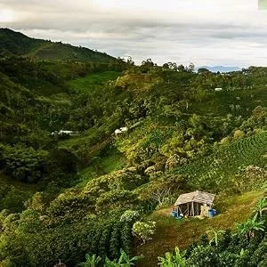 Jacques Vabre Professional 1Kg of Authentic Rainforest Certified Coffee Beans Intensity 6 100% Arabica - Jacques Vabre