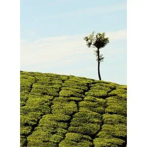 Lipton Black Tea Peach and Mango Taste Vitality Rainforest Alliance Certified 20 Bags - product information 8