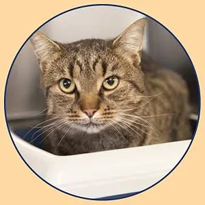 Under the Weather Soft Chews for Cats Urinary Tract Support for Cats - Helps Maintain Good Urinary Tract Health