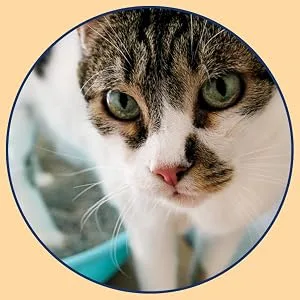 Under the Weather Soft Chews for Cats Urinary Tract Support for Cats - Promote a Healthy pH Level