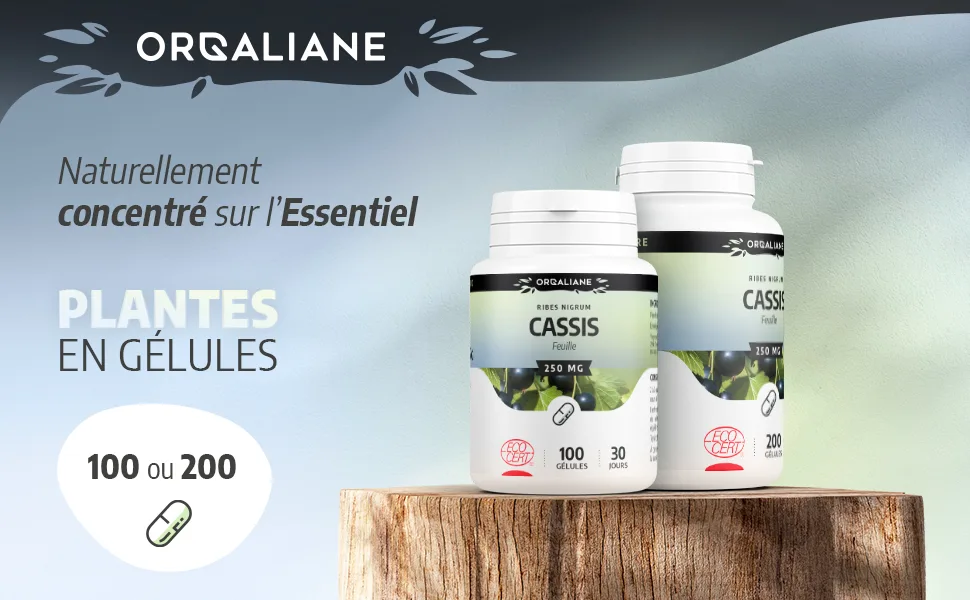 Organic blackcurrant leaf 200 capsules - image 1