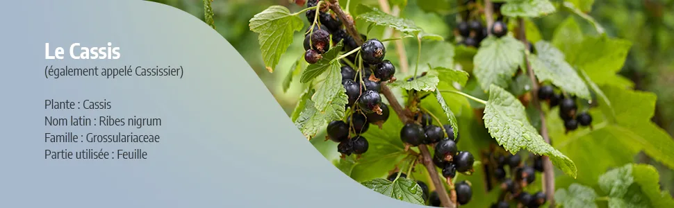 Organic blackcurrant leaf 200 capsules - image 2