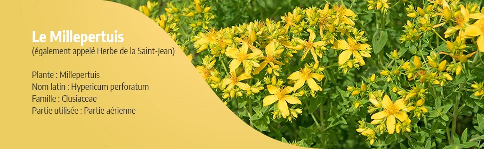 St. John's wort 250 mg - 200 capsules - Ecocert certified - Millepertuis image 2