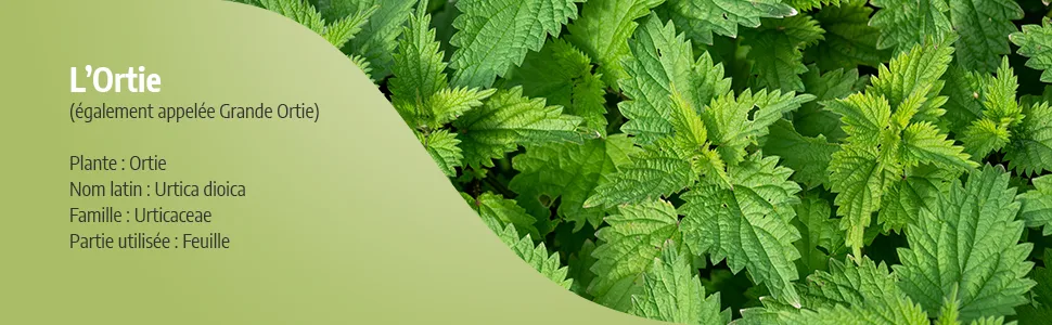 Organic Nettle Leaf 210 mg - 100 Capsules - Ecocert Certified - Orgaliane - Ortie feuille image 2