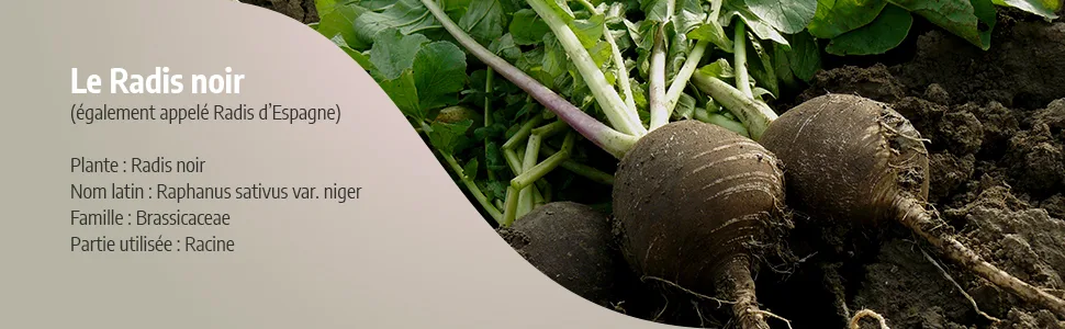 Organic Black Radish 270 mg - 100 capsules - Ecocert Certified - Orgaliane - Radis noir image 2