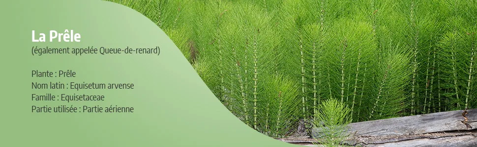 Organic Horsetail 190 mg - 200 capsules - Orgaliane - Prêle image 2