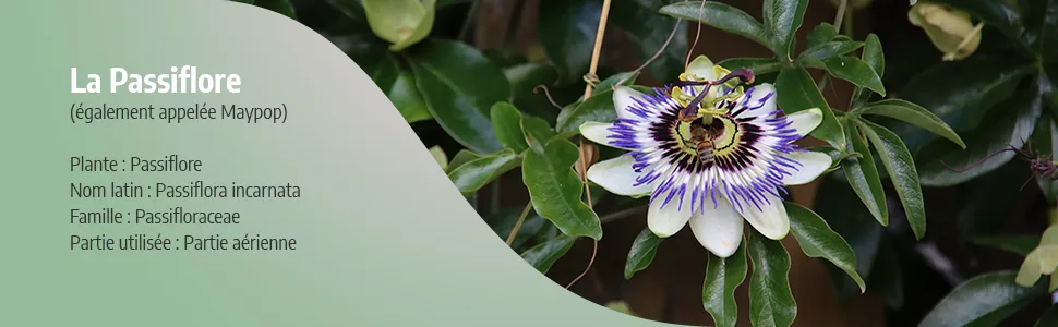 Organic Passion Flower 230 mg - 200 Capsules - Ecocert Certified - Orgaliane - Passiflore image 2