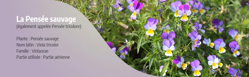 Organic Wild Pansy 220 mg - 200 Capsules - Ecocert Certified - Orgaliane - Pensée sauvage image 2