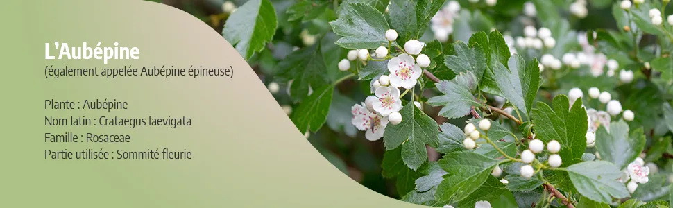 Hawthorn 270 mg - 200 capsules - Ecocert certified - Aubépine image 2