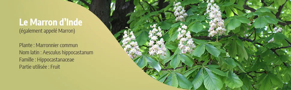 Horse Chestnut Ecocert - 250 mg - 100 capsules - Orgaliane - Marron d