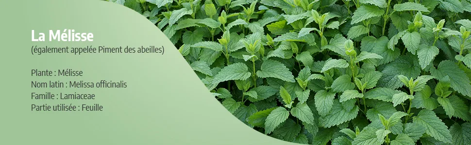 Lemon Balm 250 mg - 200 Capsules - Ecocert Certified - Mélisse image 2