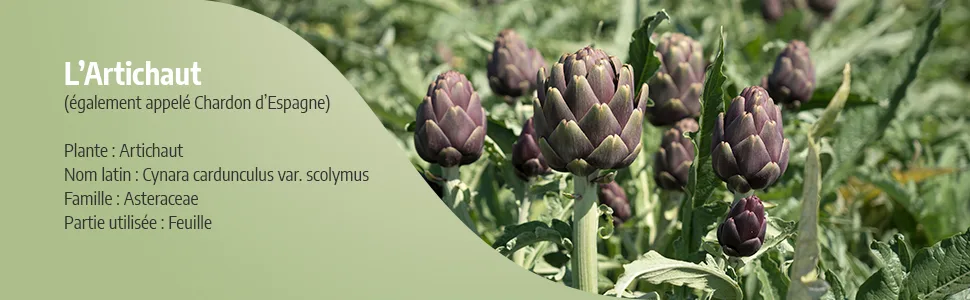 Artichoke 200 mg - 200 capsules - Ecocert certified - Artichaut image 3