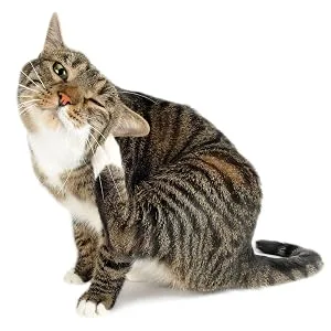 Flea and Tick Prevention for Cats, Cat Flea & Tick Control with Fipronil, Long-Lasting & Fast-Acting Topical Flea & Tick Treatment Drops for Kitten, 3 Doses - rrrrr