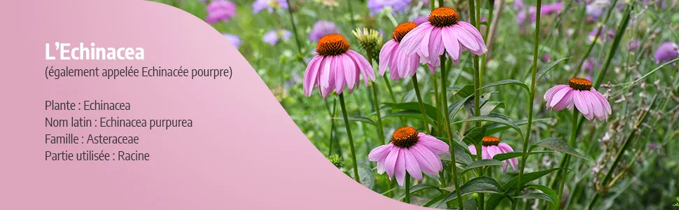 Echinacea Organic 210 mg - 200 Capsules - Ecocert Certified - Orgaliane - Echinacea image 2