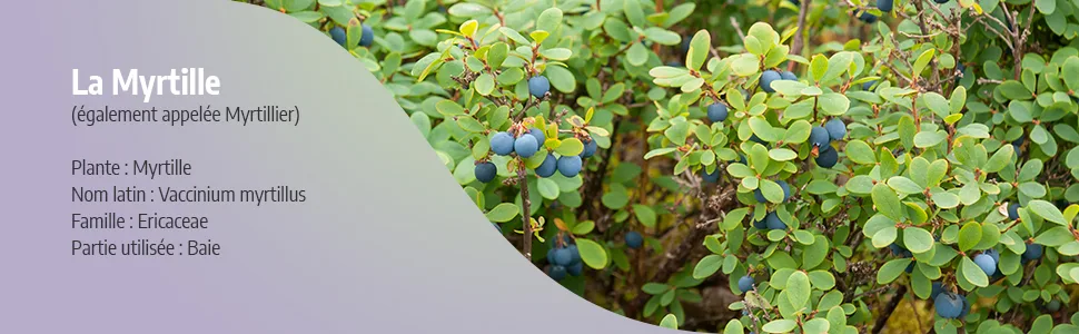 Blueberry Berries Organic - 250 mg - 100 capsules - Myrtille baie image 2