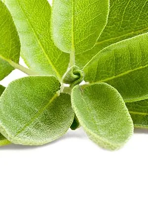 Sage - 500 mg - 200 tablets - product information 3