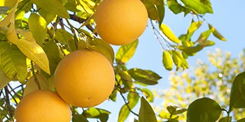 Organic Grapefruit Seed Extract 800mg - 50ml - (EPP) - pamplemoussier