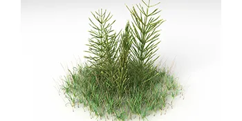 Horsetail - 600 mg - 200 tablets - product information 5