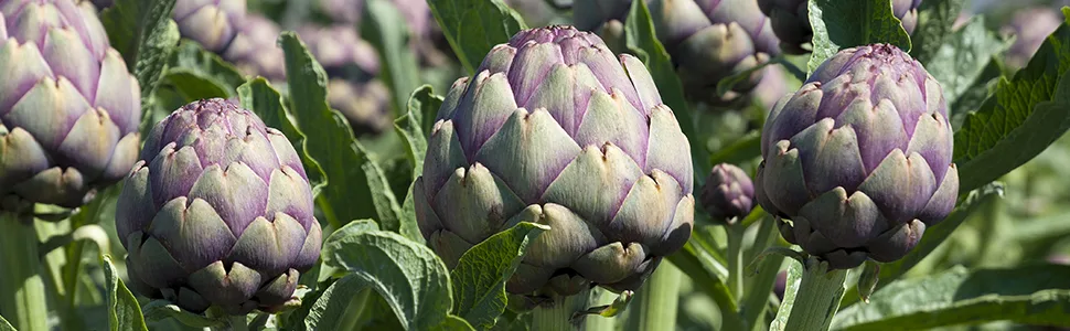 Artichoke - 500 mg - 200 tablets - product information 5