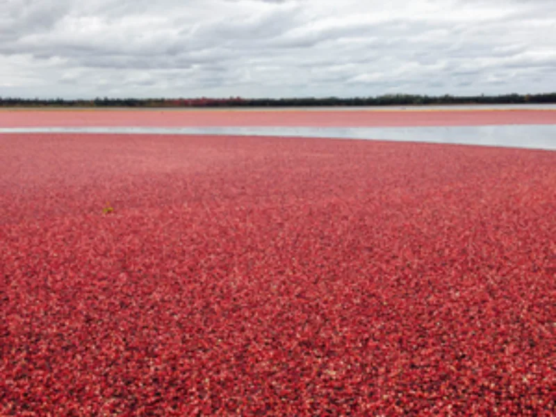 MapleFarm - 100% pur jus de canneberges canadiens 350 ml - Cranberry - Concentr de canneberge - Jus de Cranberry - cranberry