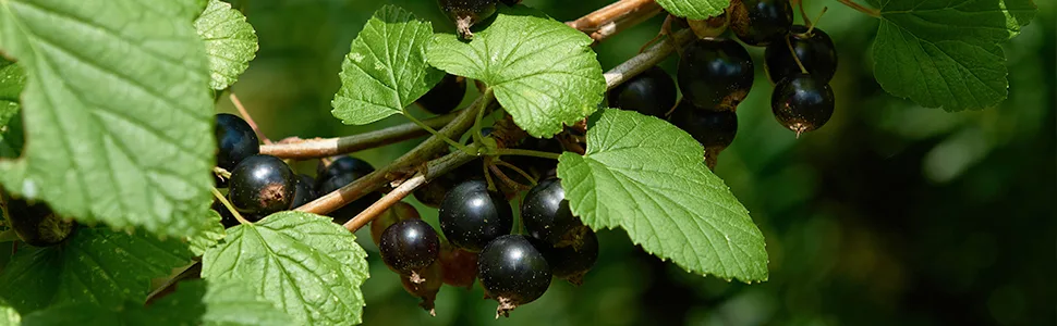 Organic Blackcurrant - 250 mg - 200 vegetable capsules - image 2