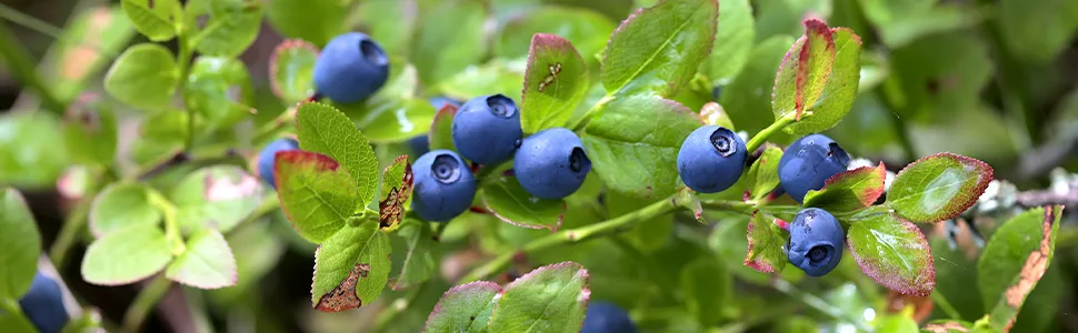 Organic Blueberry Berry -250mg - 200 Vegetable Capsules - image 2