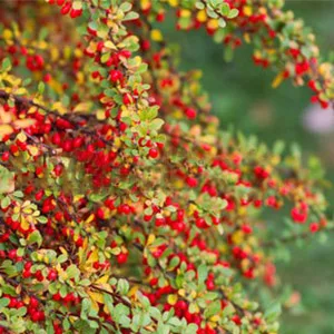 Organic Goji Berries Tibet Region - 500g - product information 2