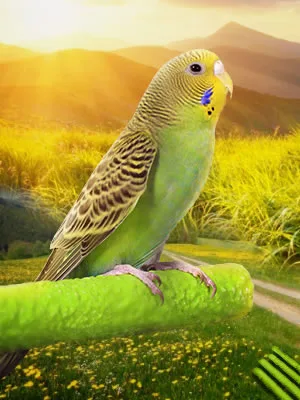 Bird Platform for Parakeet Cockatiels Perch,Lava Ledge for Rats,Sandpaper Perches for Birds, 4 Pack - bird perch