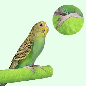 Bird Platform for Parakeet Cockatiels Perch,Lava Ledge for Rats,Sandpaper Perches for Birds, 4 Pack - bird perch