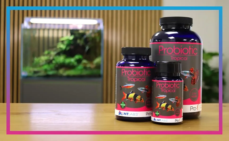 NT Labs Pro-F Probiotic Tropical 45g - Probiotique Tropical 45 g