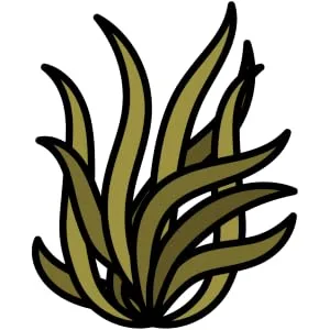 Plaque Off for Cats 40g - Special Feline Formulation - kelp seaweed