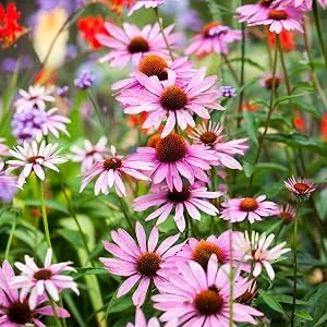 Organic Echinacea - 400 mg -120 tablets - product information 4