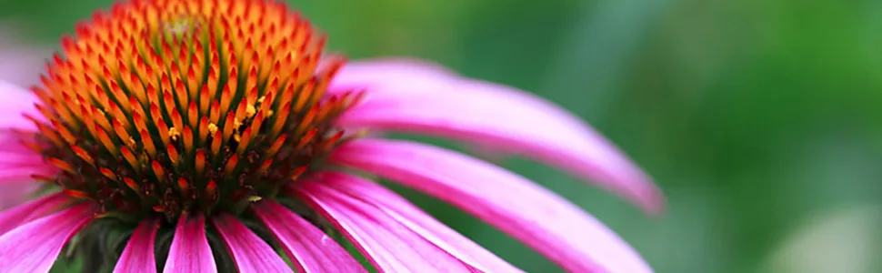 Organic Echinacea - 400 mg -120 tablets - product information 5