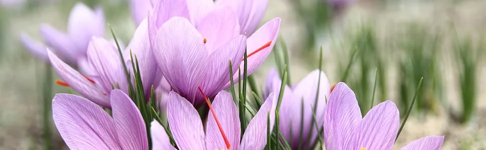 Pure organic saffron is a 100% natural and certified organic food supplement - Safran